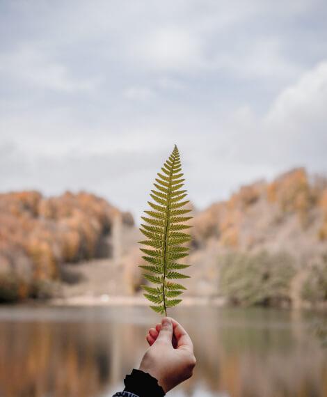 Life, Leaf, Nature